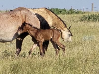 Survivor Topsail JW <BR>AQHA PENDING